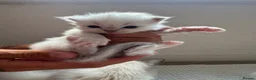 Ragdoll cats for sale: 8 beautiful ragdolls for sale in Ware - Advert 5