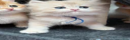 British Shorthair cats for sale: British shorthair blue golden kittens GCy - Advert 22