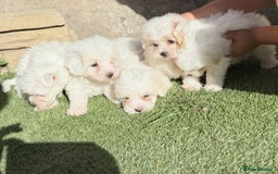 Maltese dogs for sale: Puppies Maltese  - Image 5