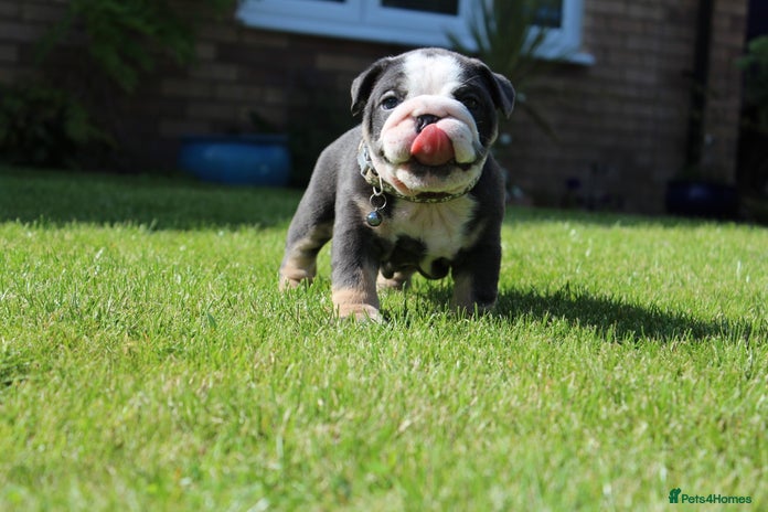 English Bulldog dogs - Advert 1