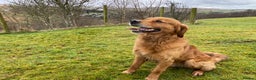 Golden Retriever dogs for stud: Rufus Golden Retriever Stud in Church Stretton - Advert 10