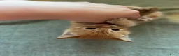 Mixed Breed cats for sale: Stunning and unique kittens - Advert 2