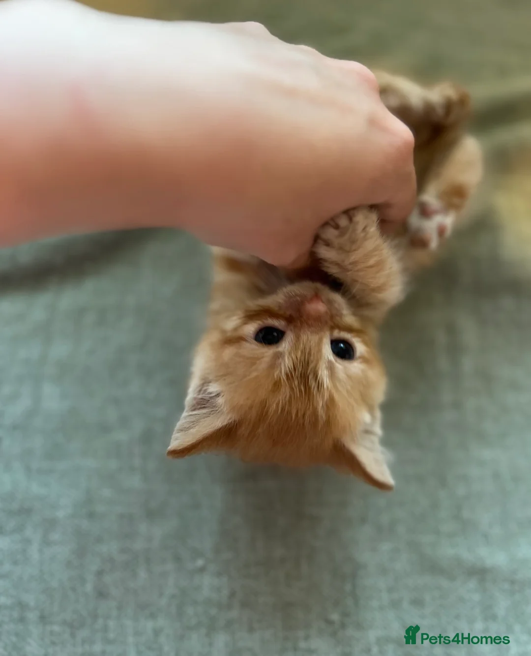 Mixed Breed cats for sale: Stunning and unique kittens - Advert 2