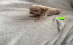 Schnoodle dogs for sale: 5 Adorable Schnoodle Puppies ❤️🩷💚💙🧡 - Image 22