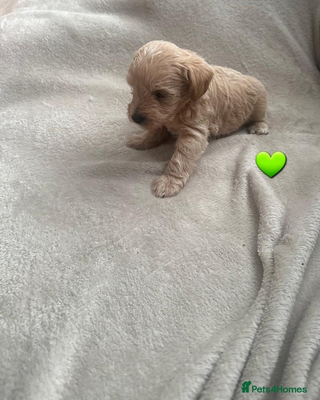 Schnoodle dogs for sale: 5 Adorable Schnoodle Puppies ❤️🩷💚💙🧡 - Image 22