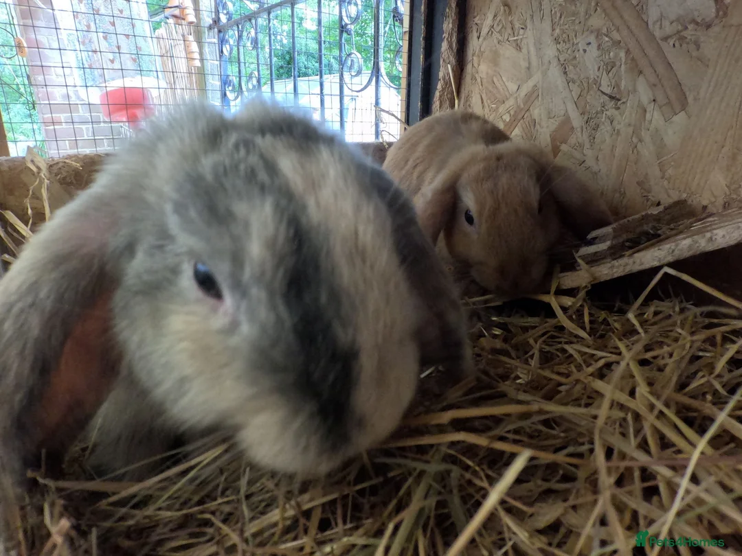 Dwarf Lop rabbits for sale: Beautiful Dwarf Lop Bunnies - Advert 2