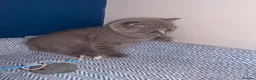 British Shorthair cats for sale: GCCF REGISTERED BRITISH SHORTHAIRS  - Advert 18
