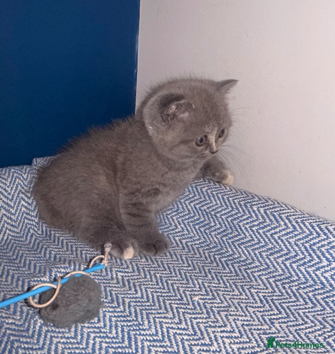 British Shorthair cats for sale: GCCF REGISTERED BRITISH SHORTHAIRS  - Advert 18