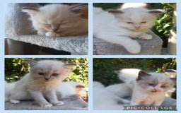 Ragdoll cats for sale: ***Ready Now Ragdoll Boys Ready For New Homes. - Image 5