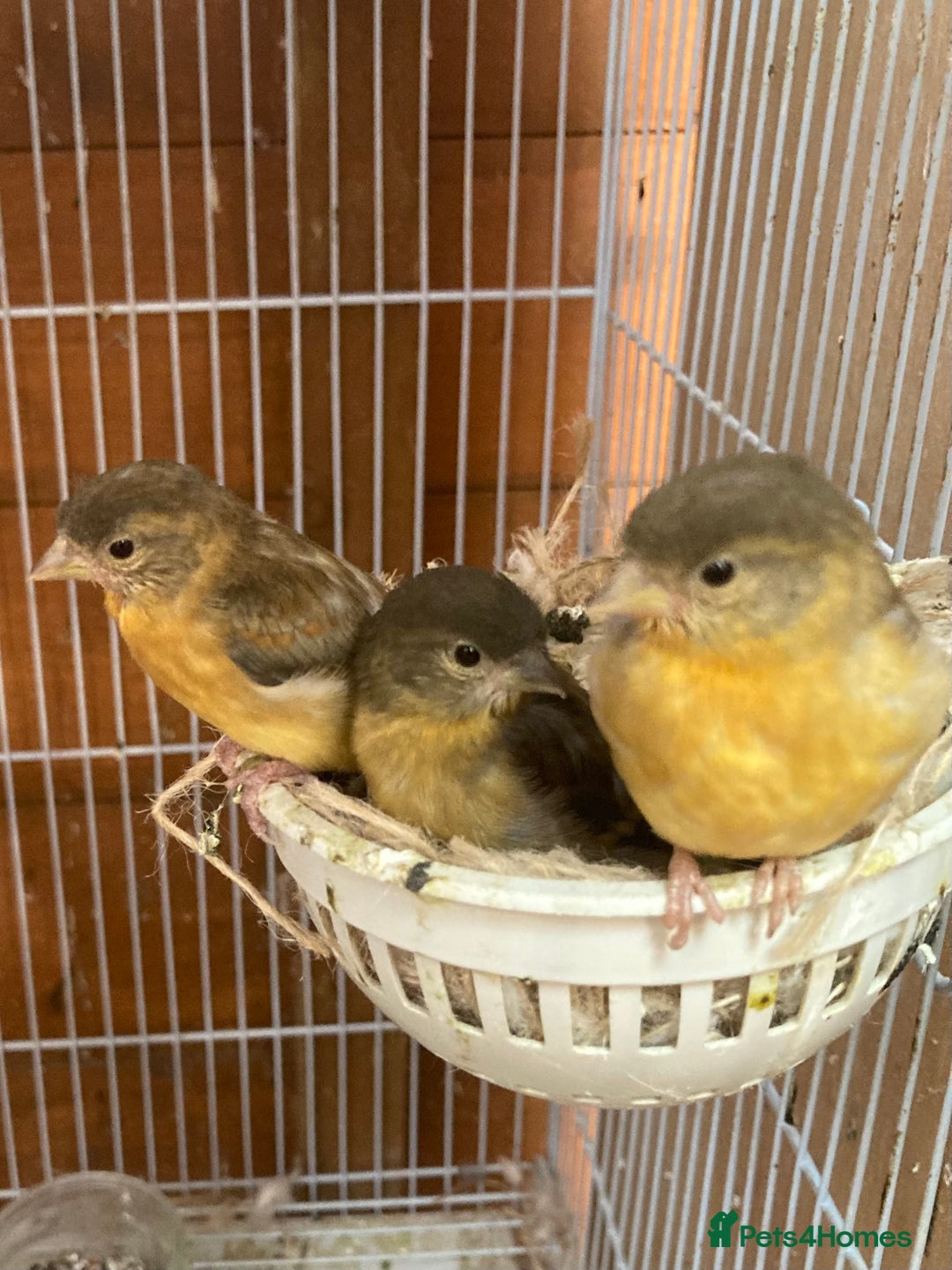 Finches birds for sale: RED SISKINS MUTATIONS  - Image 4