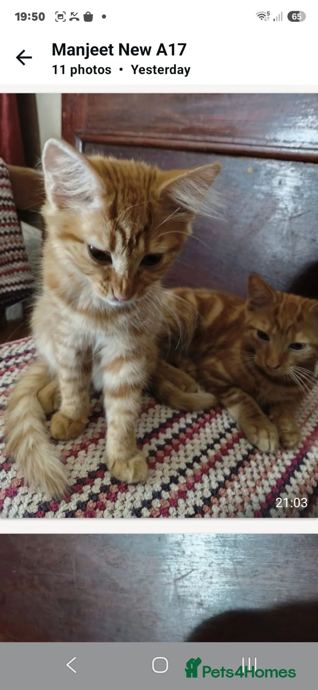 Mixed Breed cats for sale: Kittens for sale - Advert 10