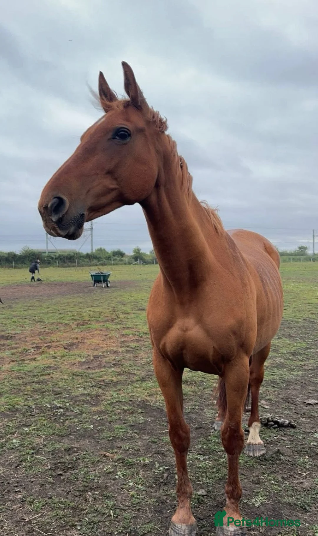 British Warmblood horses for sale: Stunning 16.1 warmblood mare  - Advert 2