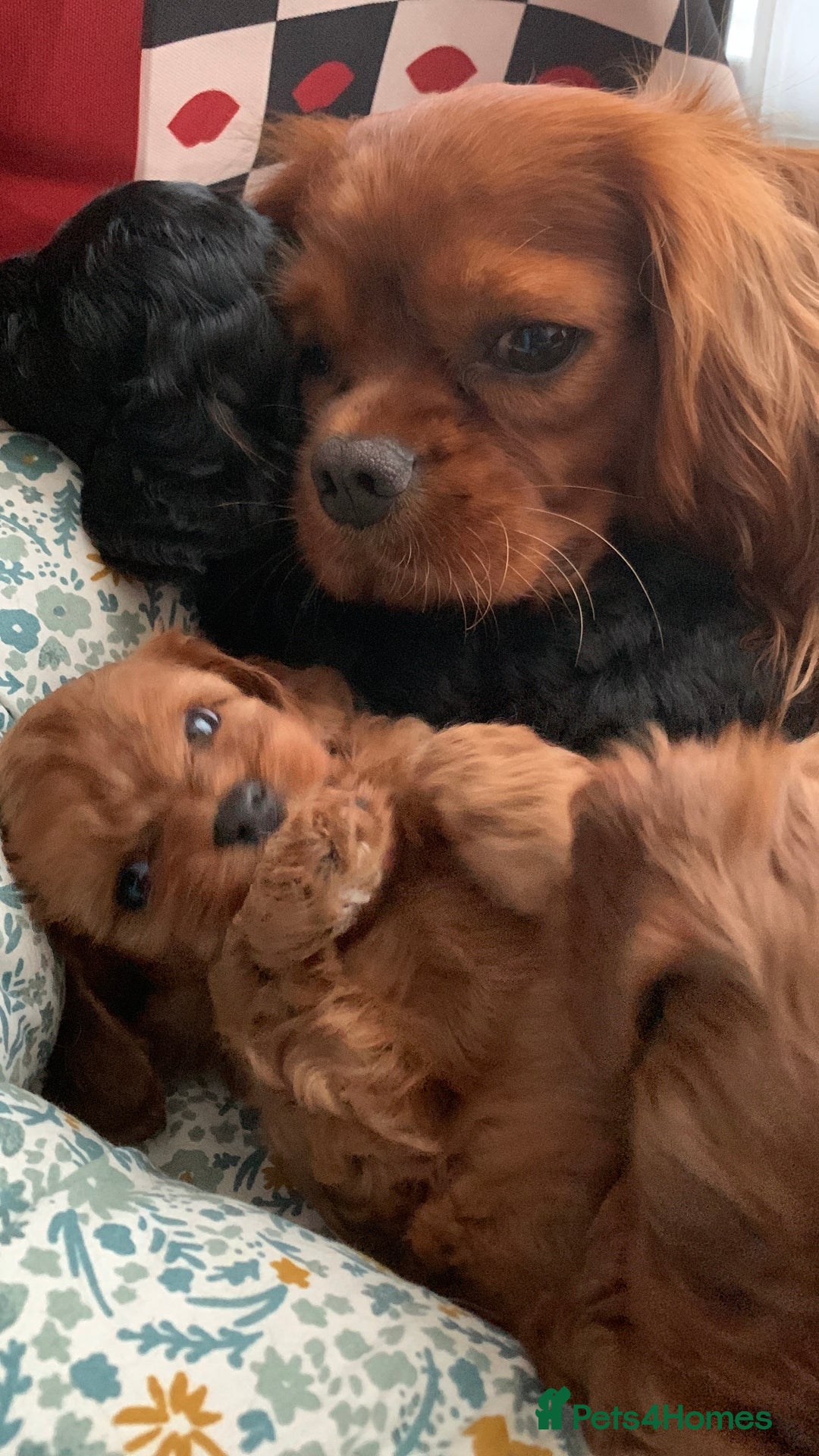 Cavapoo dogs for sale: Stunning premium F1 Cavapoo babies 🥰 - Image 32