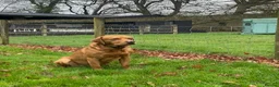 Labrador Retriever dogs for stud: KC Fox Red Labrador for Stud - Advert 12