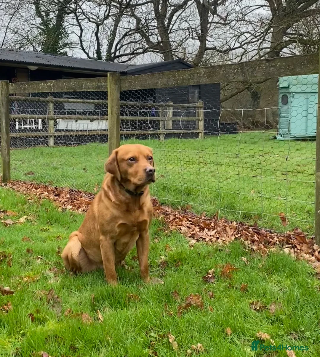 Labrador Retriever dogs for stud: KC Fox Red Labrador for Stud - Advert 12