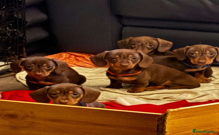 Miniature Dachshund dogs READY NOW PRA Clear KC Registered pups - Advert 6