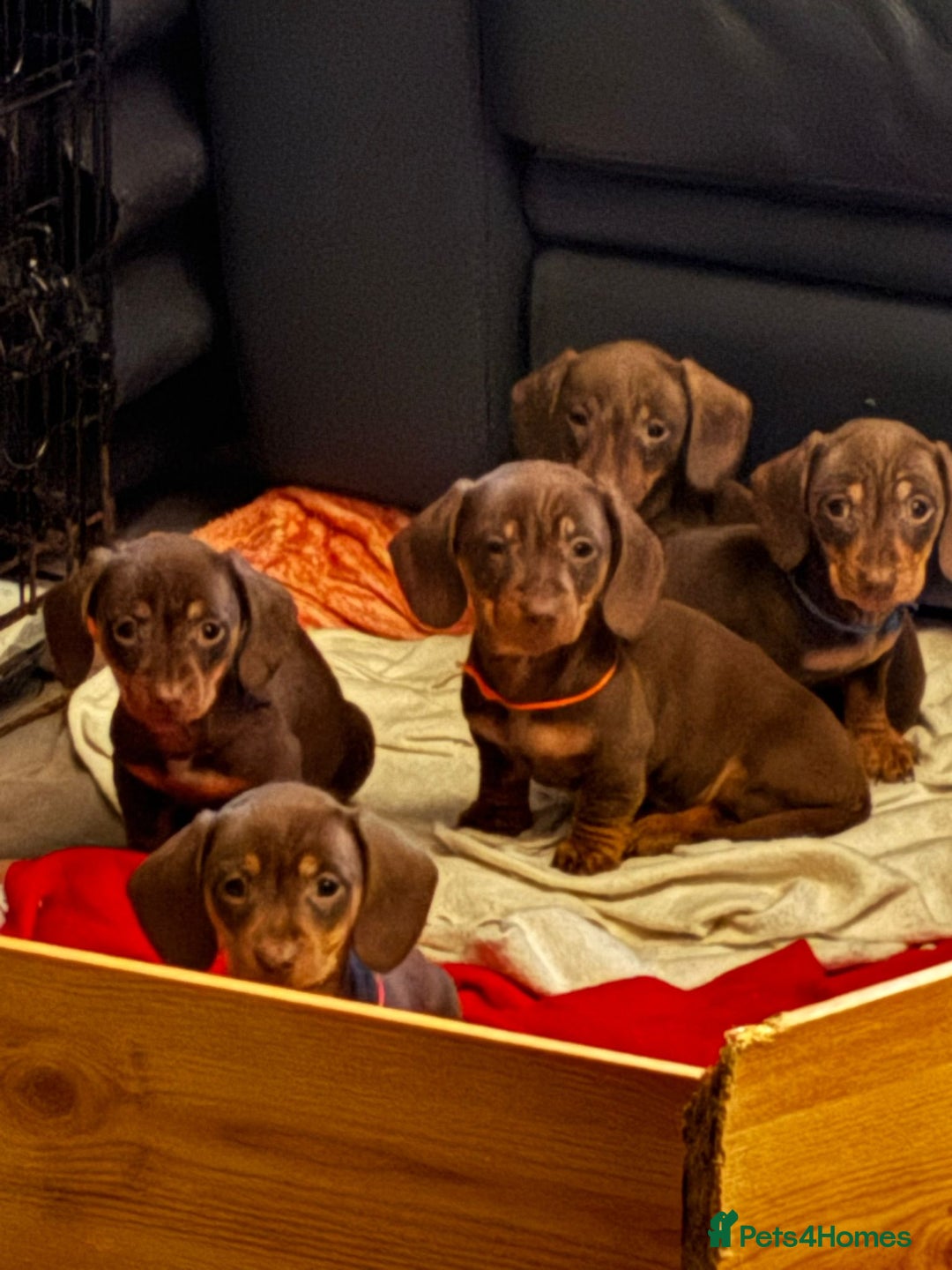 Miniature Dachshund dogs for sale: FULLY VACCINATED, READY NOW, PRA ClR, KC Reg pups - Advert 1