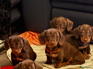 Miniature Dachshund dogs READY NOW PRA Clear KC Registered pups - Advert 18
