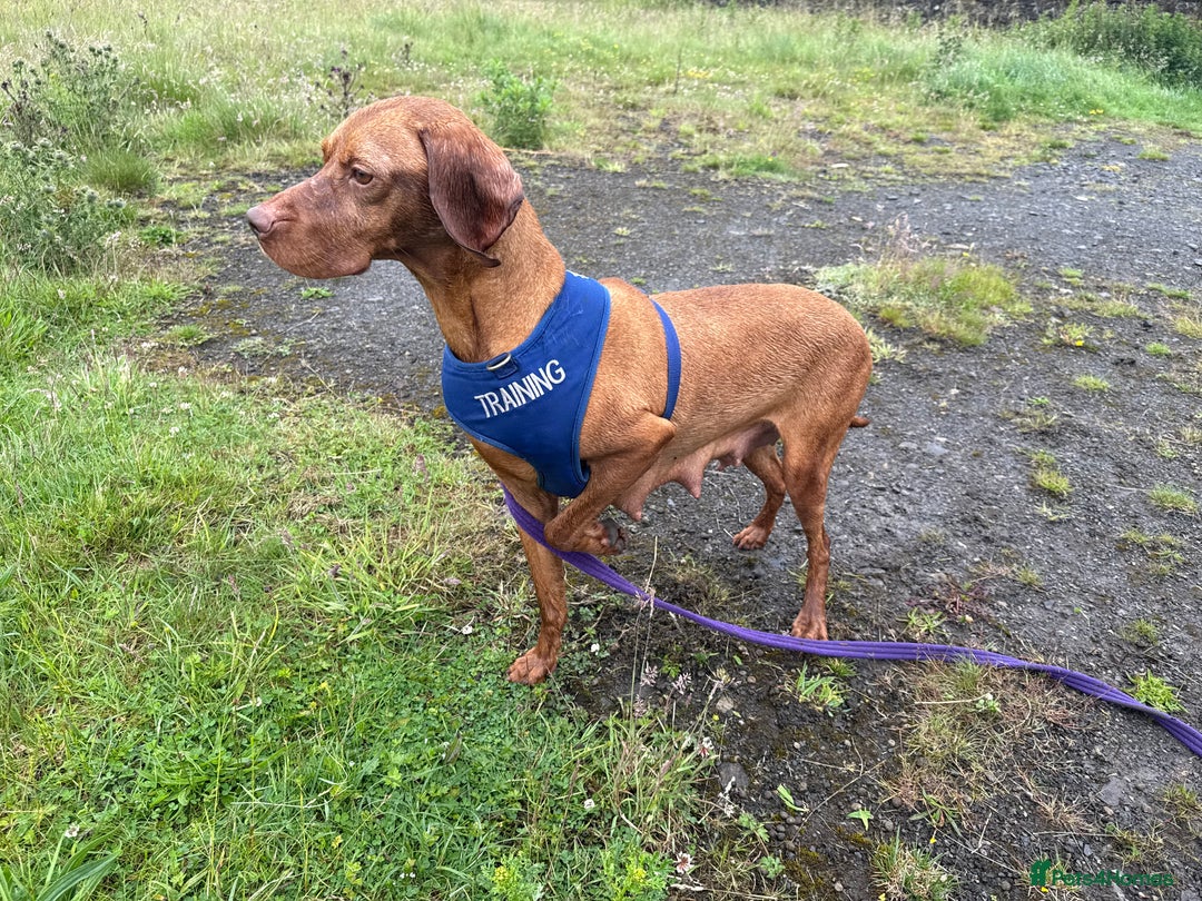 Hungarian Vizsla dogs for sale: Beautiful Nellie needs a family  - Image 4
