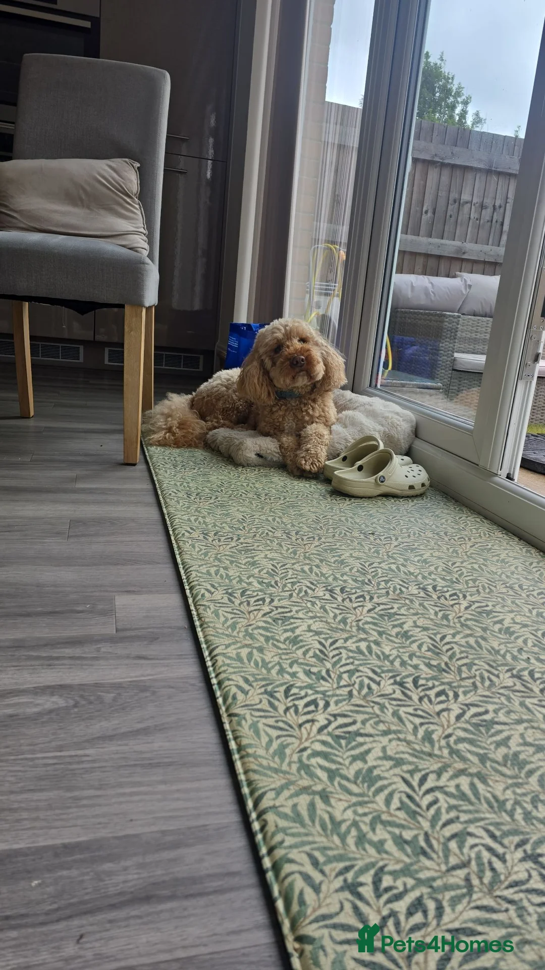 Mixed Breed dogs for sale: Loyal Companion Seeking Calm, Adult-Only Home - Advert 5