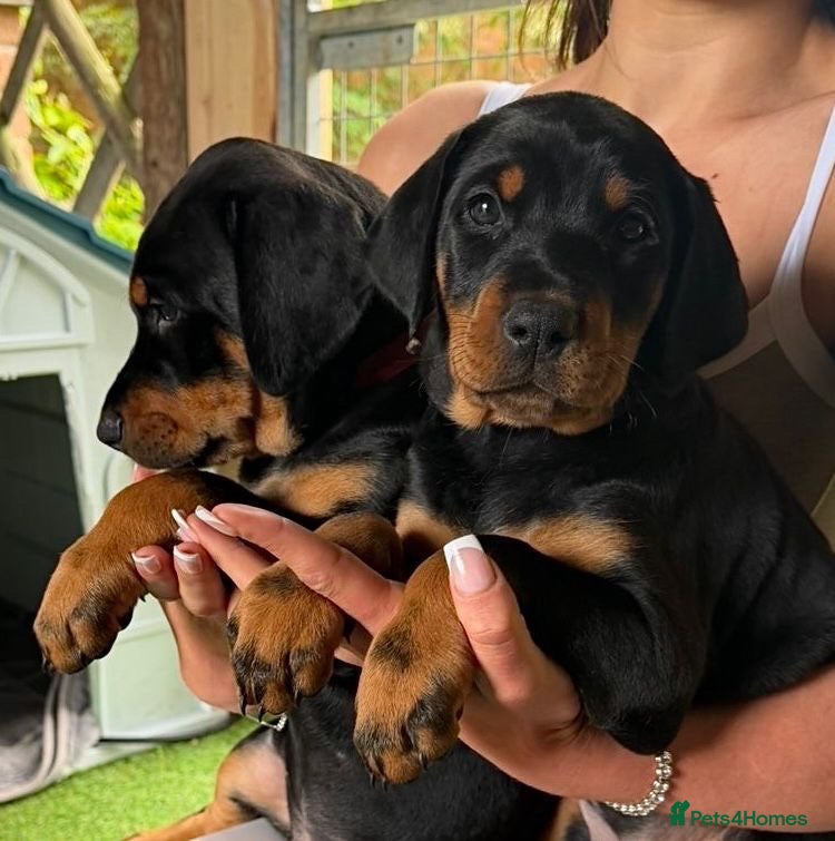 Dobermann dogs Exceptional Doberman X Doberman/rottwiler  - Advert 1