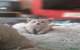 Russian Blue cats for sale: TICA Russian Blue Kittens Pedigree - Image 3