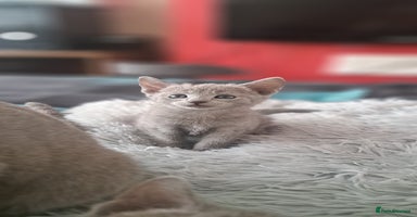 Russian Blue cats - Advert 9