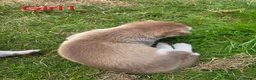 Siberian Husky dogs for sale: Siberian husky  - Advert 9
