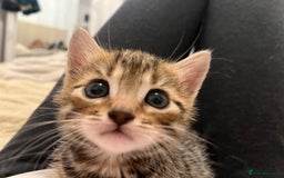 Bengal cats for sale: 🧡🖤Cinnamon & Smokey bengals🖤🧡 - Image 8