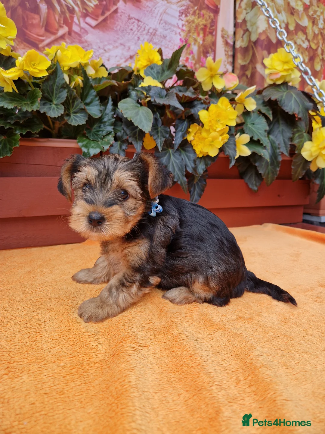 Yorkshire Terrier dogs for sale: Yorkshire Puppies for Sale - Advert 27