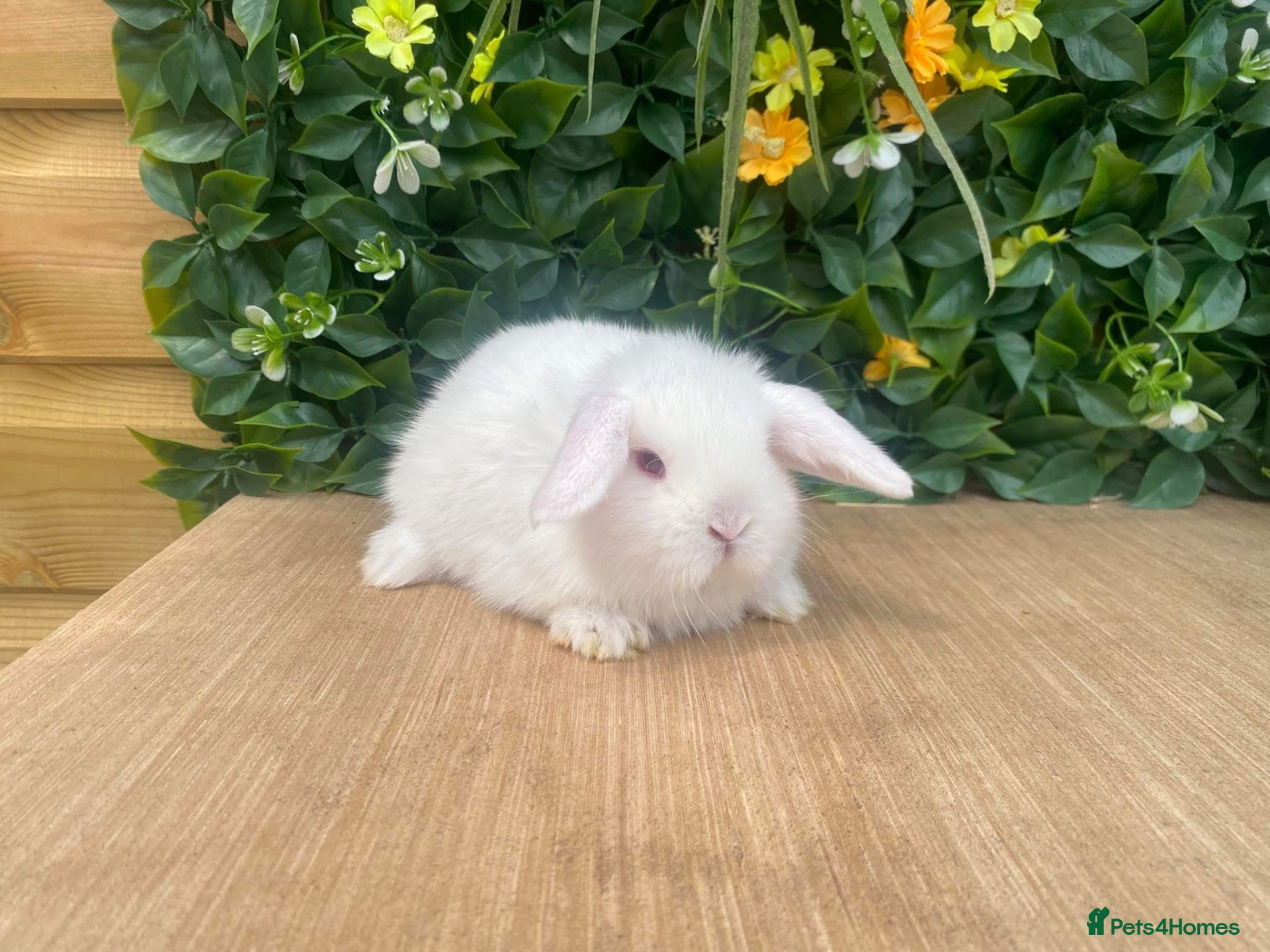 Mini Lop rabbits Mini lops Est since 2014   - Advert 1