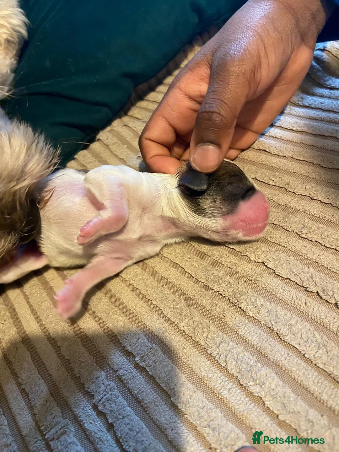 Shih Tzu dogs for stud: Handsome hunk Oreo 💙 in Dagenham - Advert 33