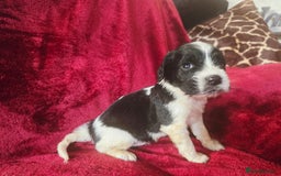 English Springer Spaniel dogs for sale: ⭐️ Ready Stunning KC DNA Vetted, home Ess Pups ⭐️ - Image 33