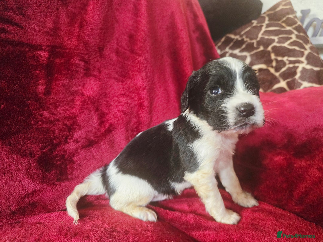 English Springer Spaniel dogs for sale: ⭐️ Ready Stunning KC DNA Vetted, home Ess Pups ⭐️ - Image 33