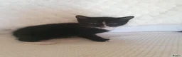 Mixed Breed cats for sale: 10 beautiful cuddly kittens - Advert 9