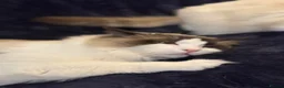 Ragdoll cats for sale: Beautiful Male Ragdoll - Advert 3