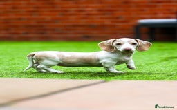 Miniature Dachshund dogs for sale: Miniature cream dachshund - Image 22