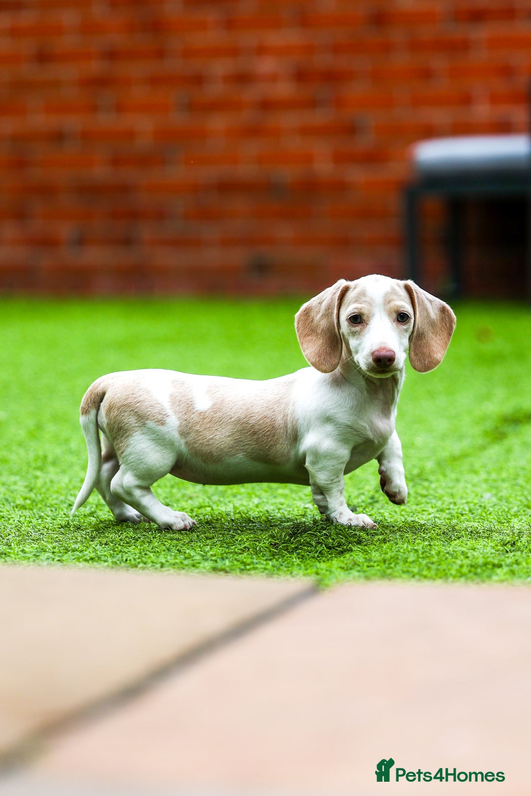 Miniature Dachshund dogs for sale: Miniature cream dachshund - Image 22
