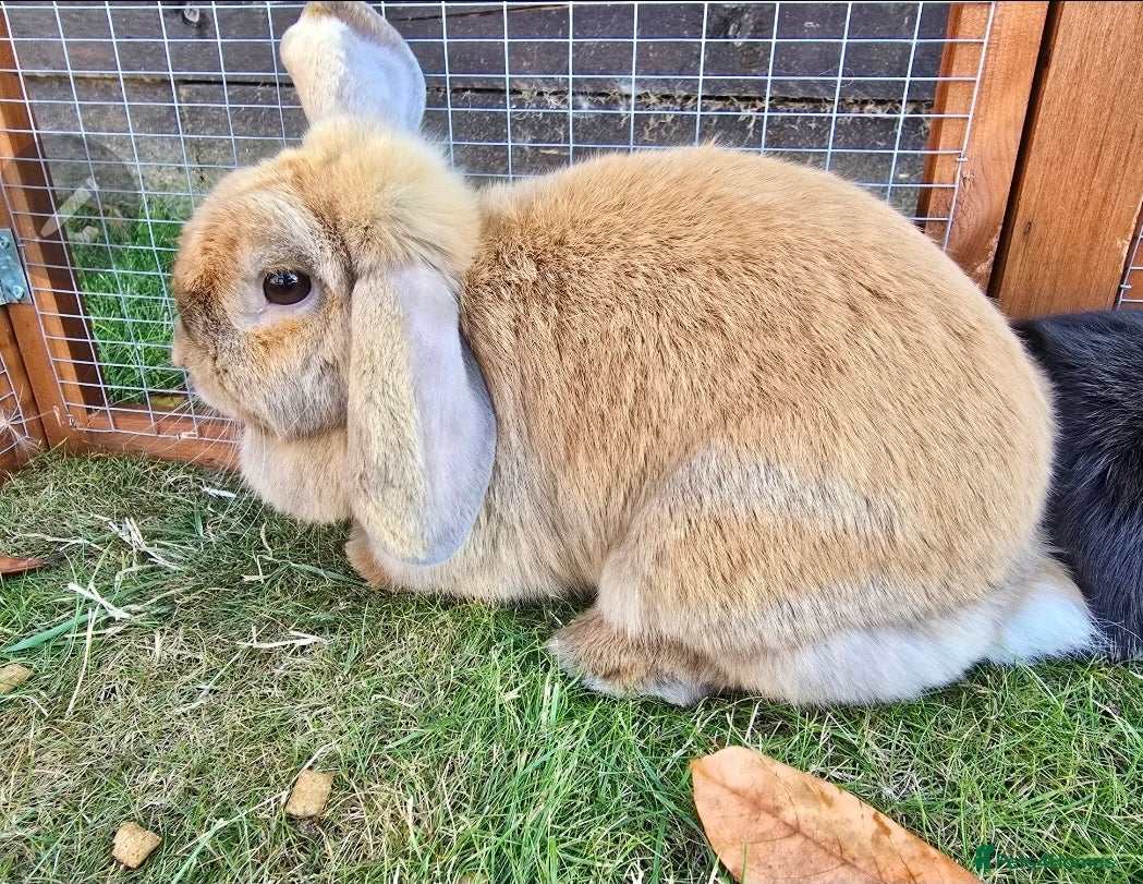 Mini Lop rabbits Mini lop Bunnies - Advert 14