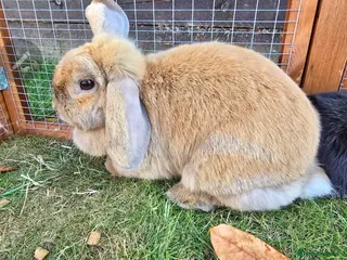 Mini Lop rabbits Mini lop Bunnies - Advert 13