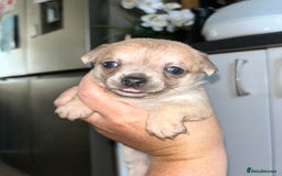 Chihuahua dogs for sale: Tiny chihuahua puppies  - Image 10
