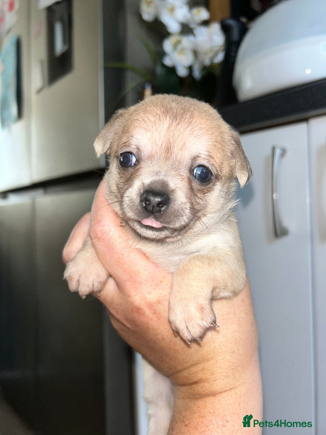 Chihuahua dogs for sale: Tiny chihuahua puppies  - Image 10