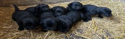 Springador dogs for sale: Beautiful Black Springador puppies for sale. in Okehampton - Advert 3