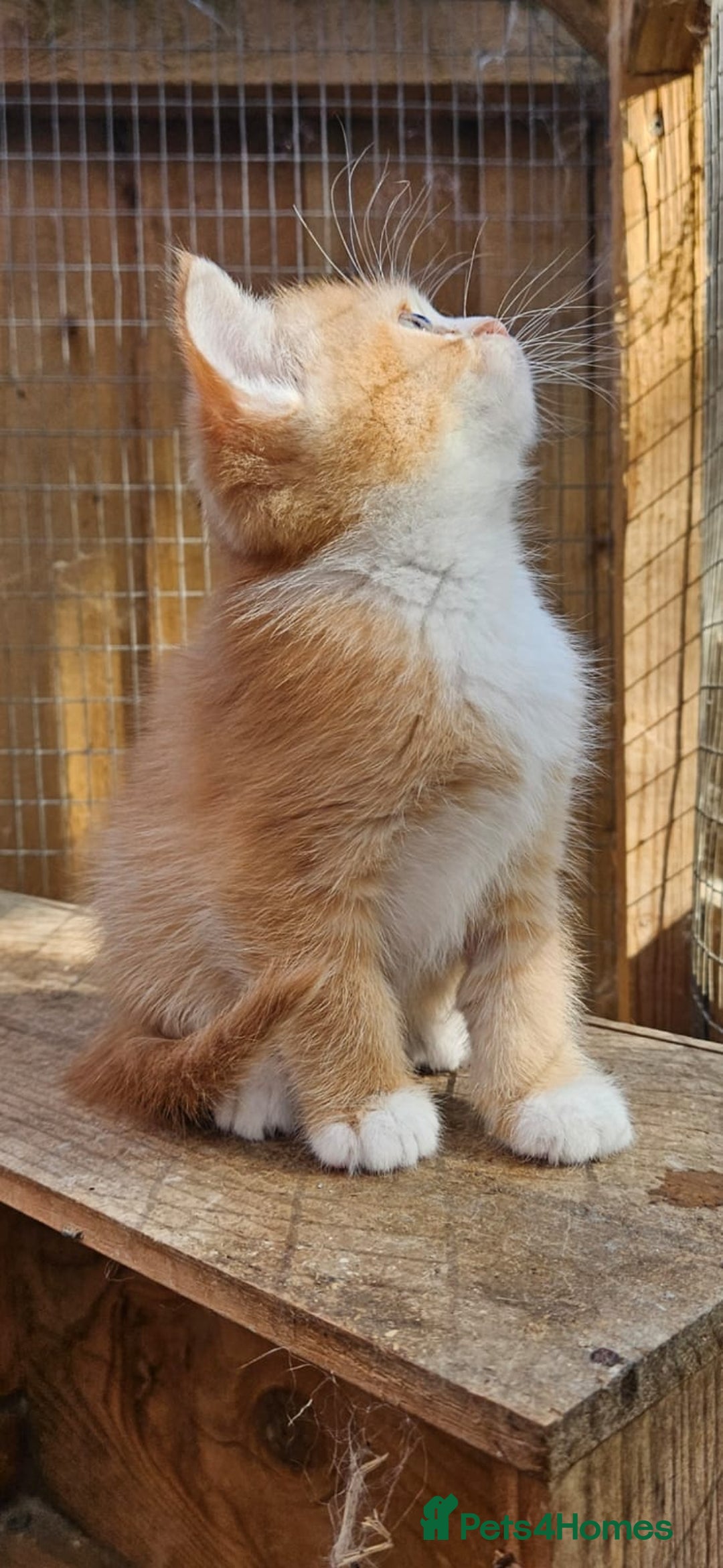 British Shorthair cats for sale: BSH Ginger & White, Calico & Gold Kittens - Image 4