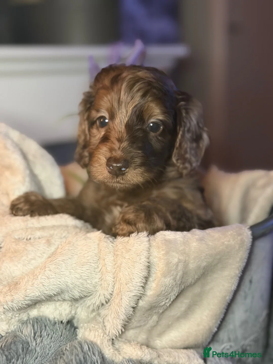 Cockapoo dogs for sale: F2 cockapoo family raised, Just Bertie Available  - Advert 20