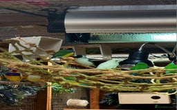 Finches birds for sale: Gouldian finches pairs  - Image 9