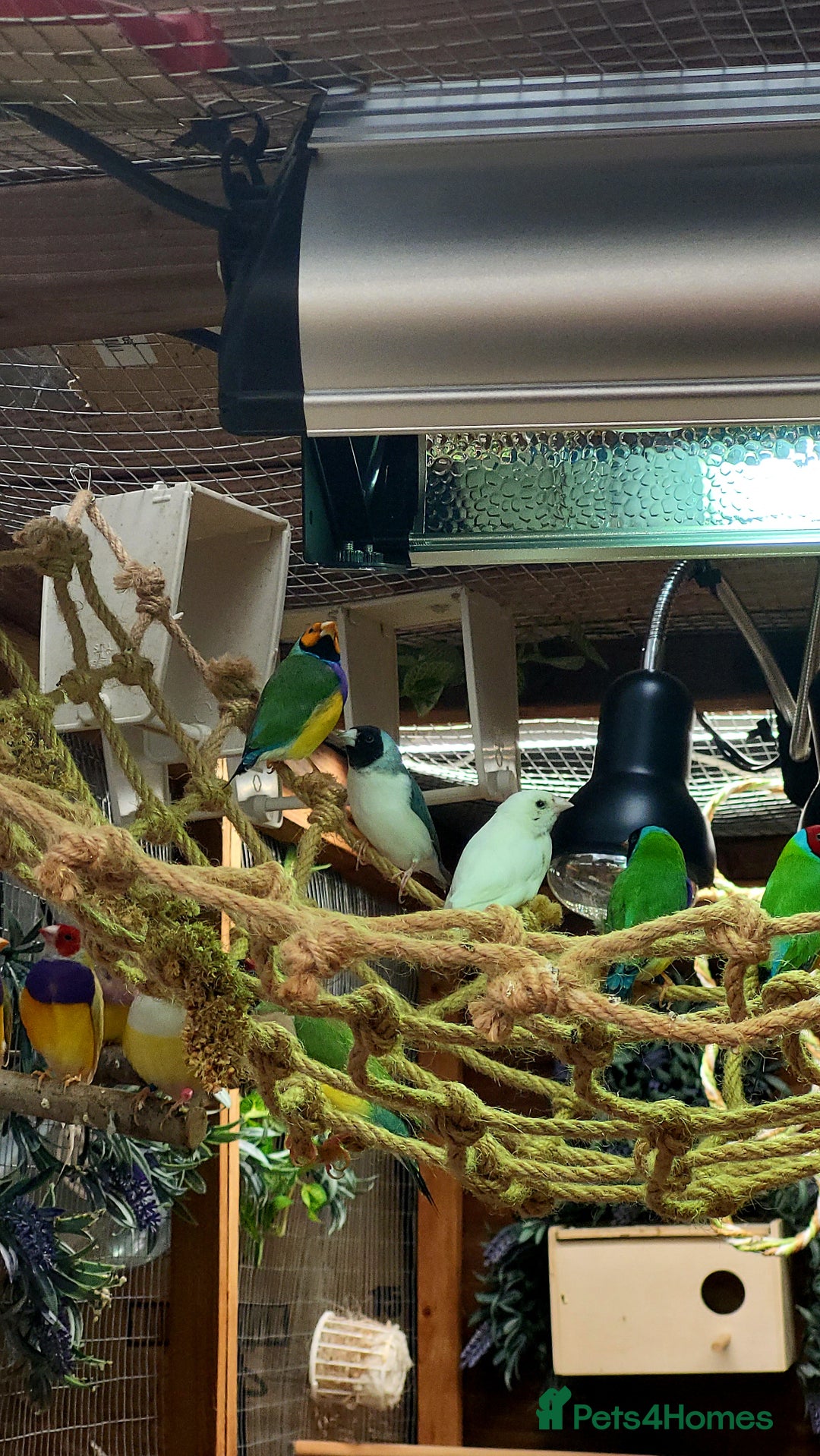 Finches birds for sale: Gouldian finches pairs  - Image 9