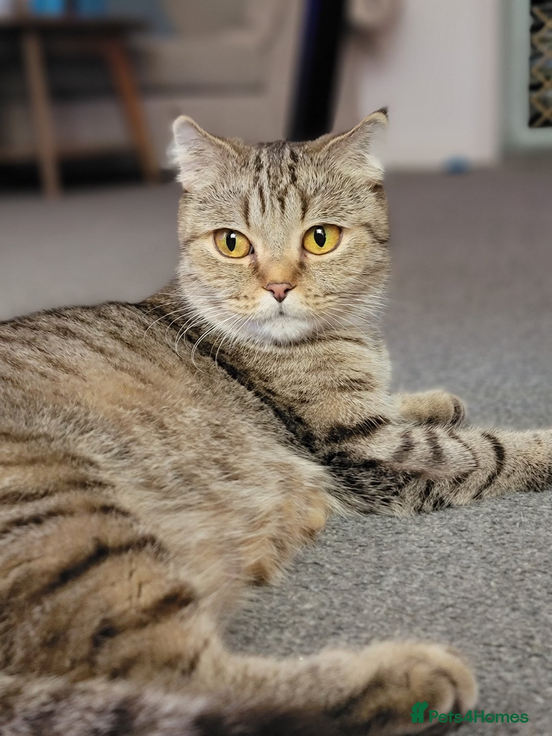 Scottish Fold cats for sale: Scottish fold - Advert 2