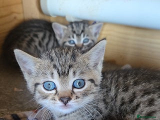 Bengal cats Bengal x brittish short hair READY NOW - Advert 4