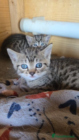 Bengal cats Bengal x brittish short hair READY NOW - Advert 2
